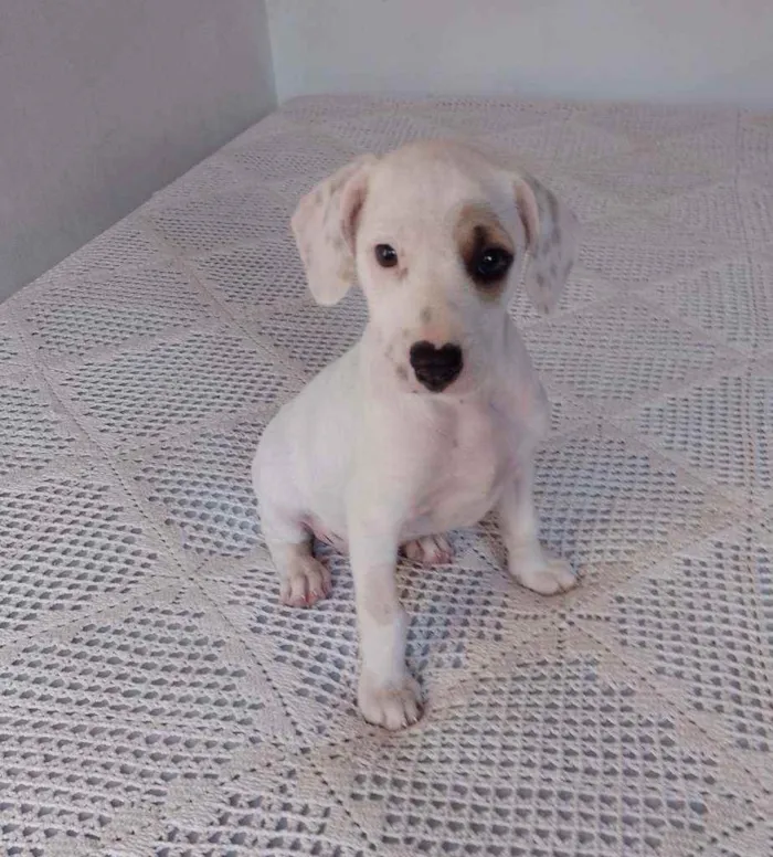 Cachorro ra a Srd idade 2 a 6 meses nome Snow