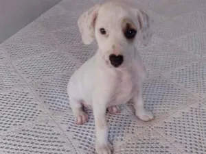 Cachorro ra a Srd idade 2 a 6 meses nome Snow
