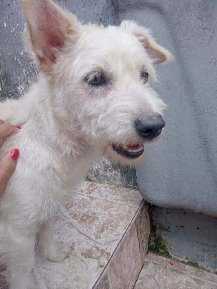 Cachorro ra a Bacê com poodle  idade 2 anos nome Apollo