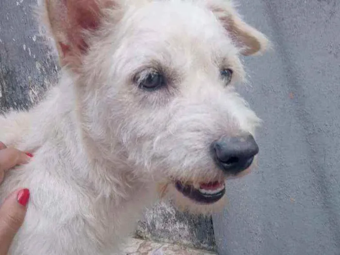 Cachorro ra a Bacê com poodle  idade 2 anos nome Apollo