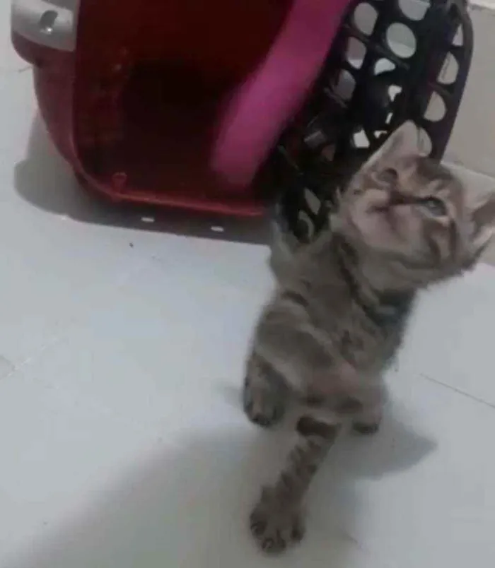 Gato raça Srd idade Abaixo de 2 meses nome Duda, Tom, Bento, Ba