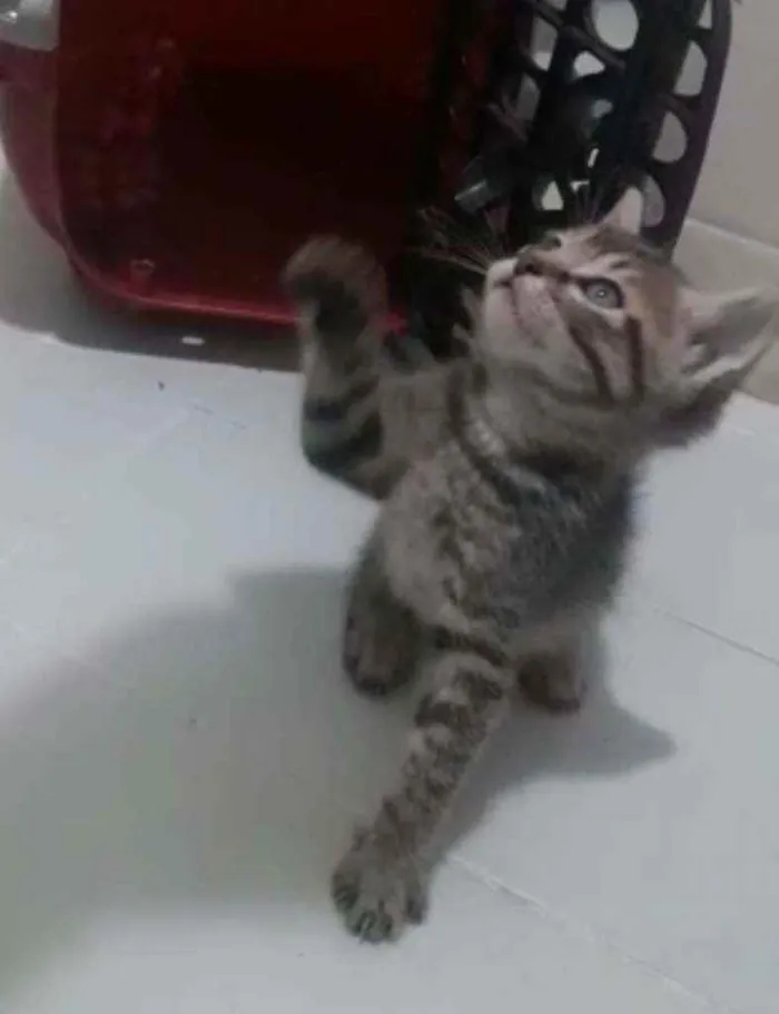 Gato raça Srd idade Abaixo de 2 meses nome Duda, Tom, Bento, Ba