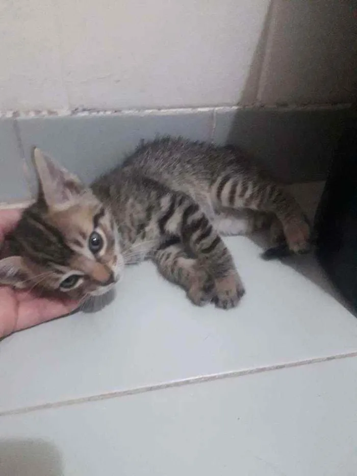 Gato raça Srd idade Abaixo de 2 meses nome Duda, Tom, Bento, Ba