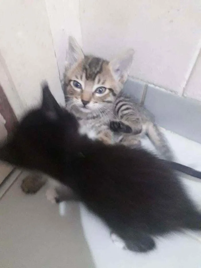 Gato raça Srd idade Abaixo de 2 meses nome Duda, Tom, Bento, Ba