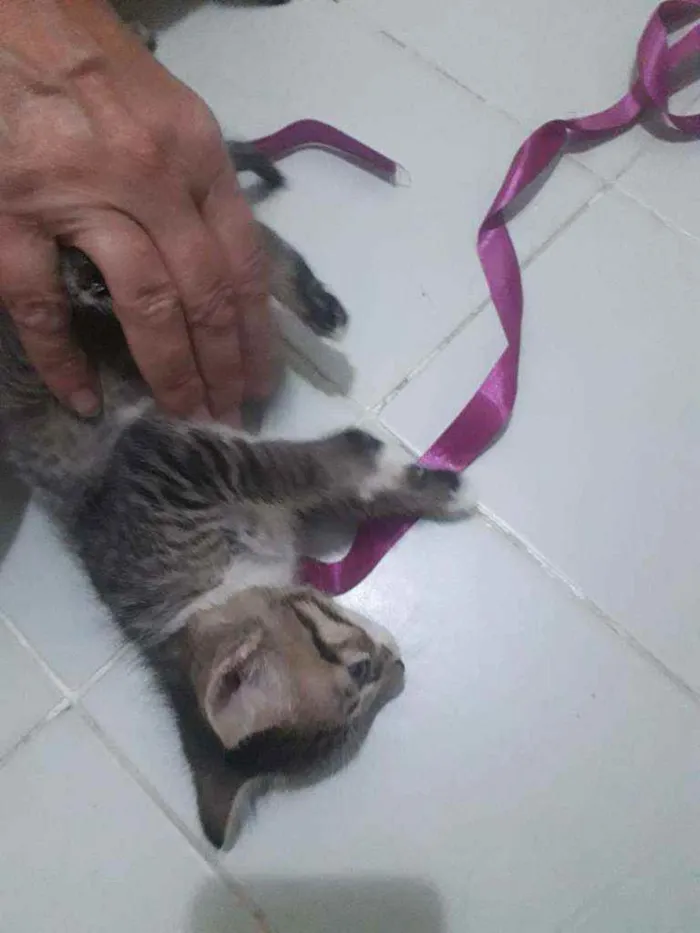 Gato raça Srd idade Abaixo de 2 meses nome Duda, Tom, Bento, Ba