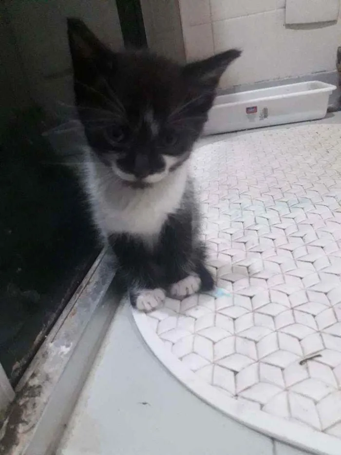 Gato raça Srd idade Abaixo de 2 meses nome Duda, Tom, Bento, Ba