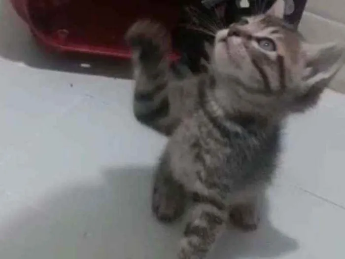 Gato raça Srd idade Abaixo de 2 meses nome Duda, Tom, Bento, Ba