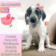 Maitê 