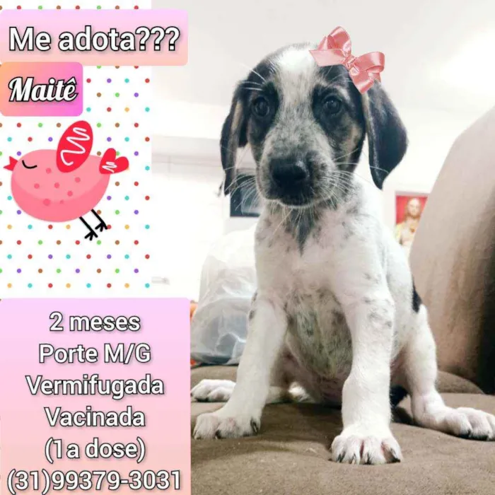 Cachorro raça SRD idade Abaixo de 2 meses nome Maitê 