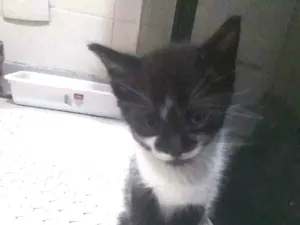 Gato raça Srd idade Abaixo de 2 meses nome Duda, Tom, Bento, Ba