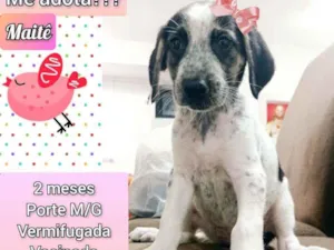 Cachorro raça SRD idade Abaixo de 2 meses nome Maitê 