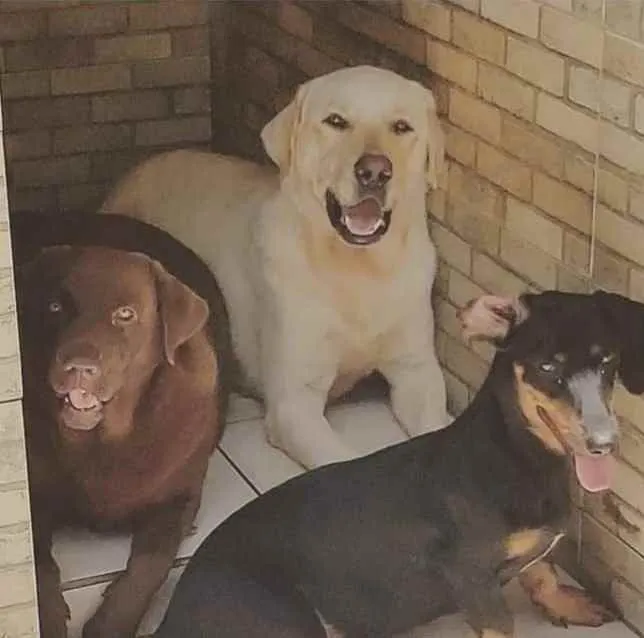 Cachorro ra a Labrador  idade 2 anos nome 2 labradores