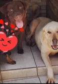 2 labradores