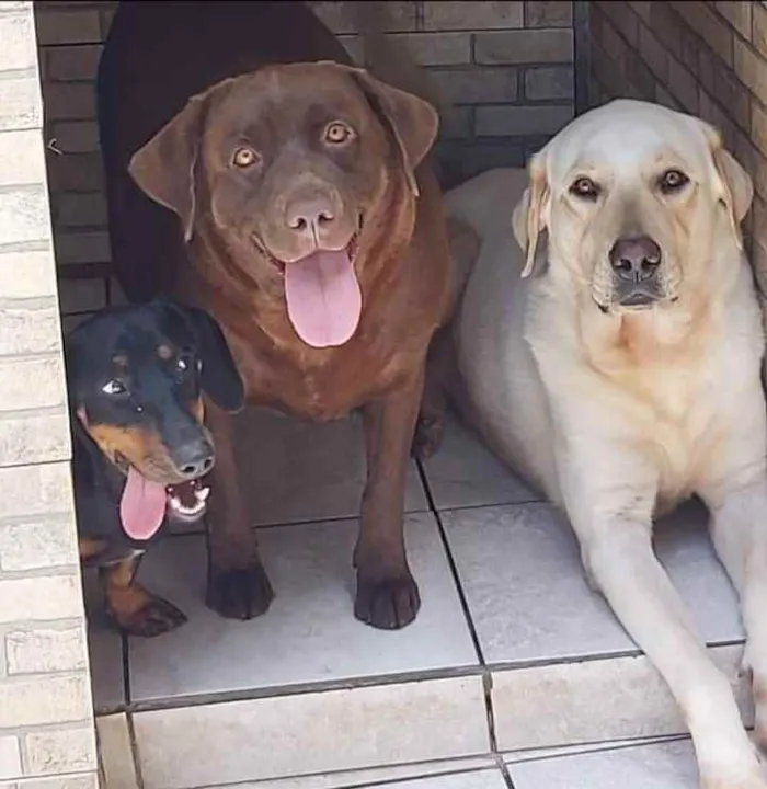 Cachorro ra a Labrador  idade 2 anos nome 2 labradores