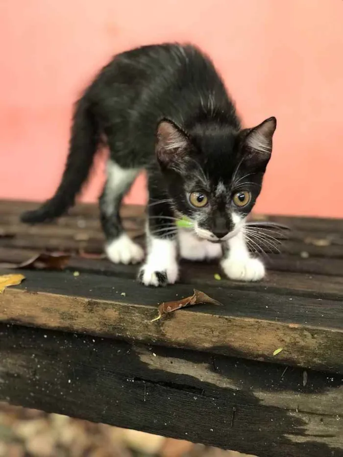 Gato ra a SRD idade 2 a 6 meses nome Frajola