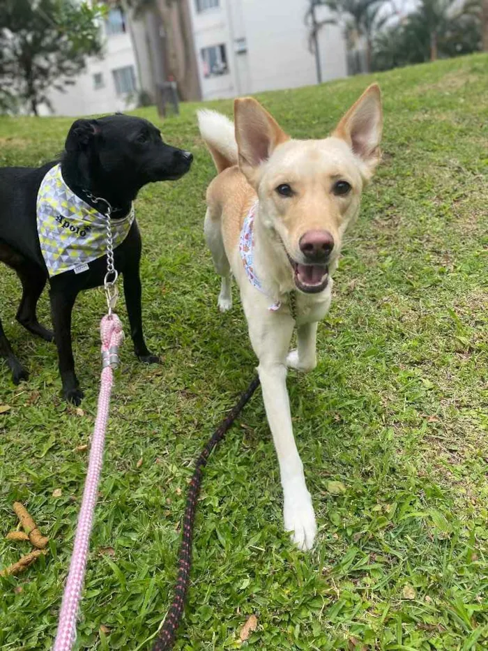 Cachorro ra a SRD idade 3 anos nome Apolo e Aura 