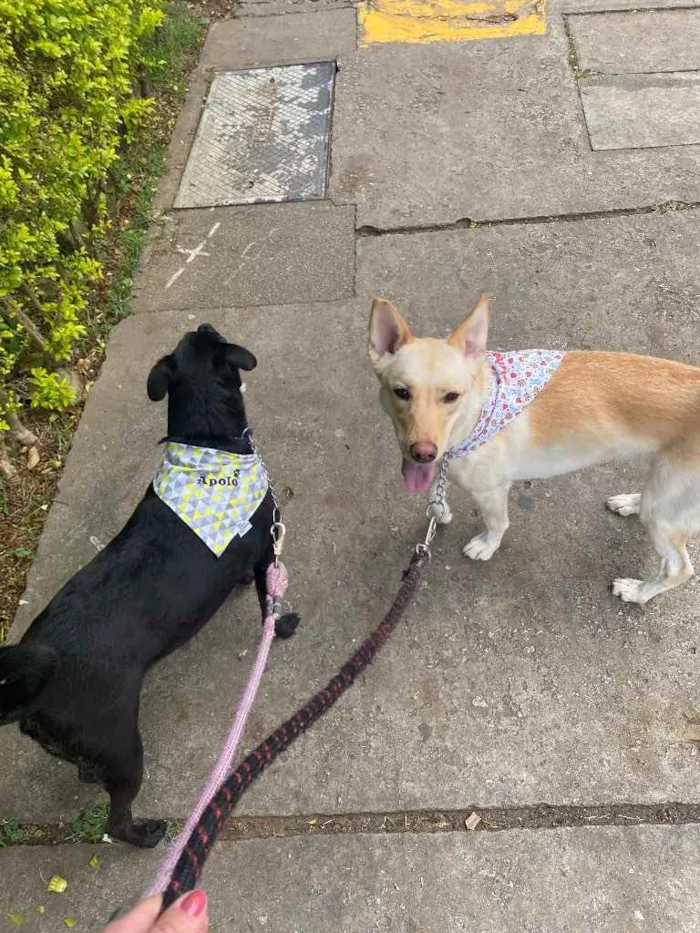 Cachorro ra a SRD idade 3 anos nome Apolo e Aura 