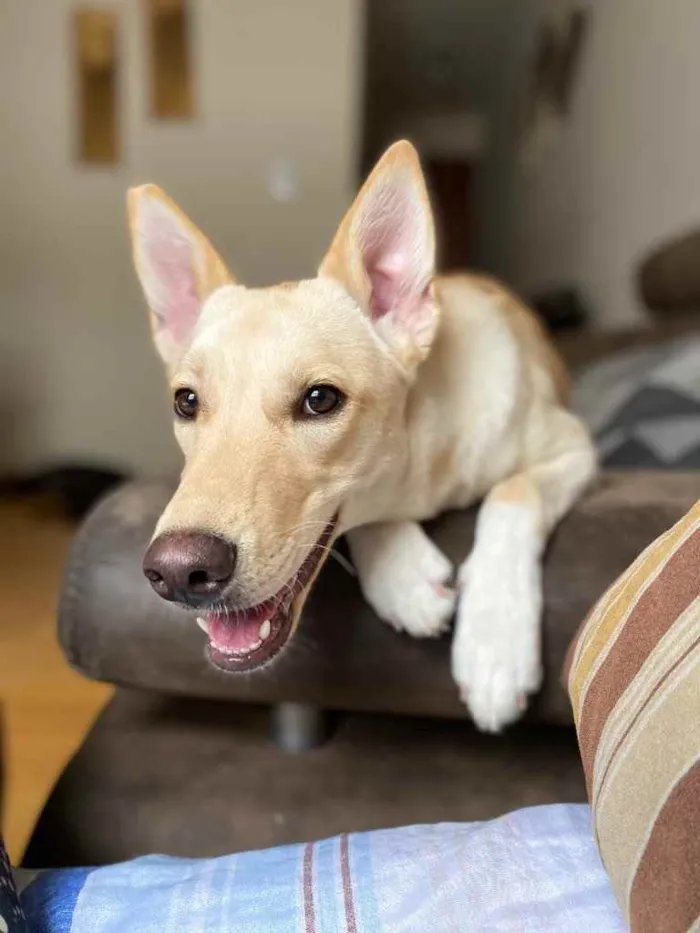 Cachorro ra a SRD idade 3 anos nome Apolo e Aura 