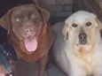 2 labradores