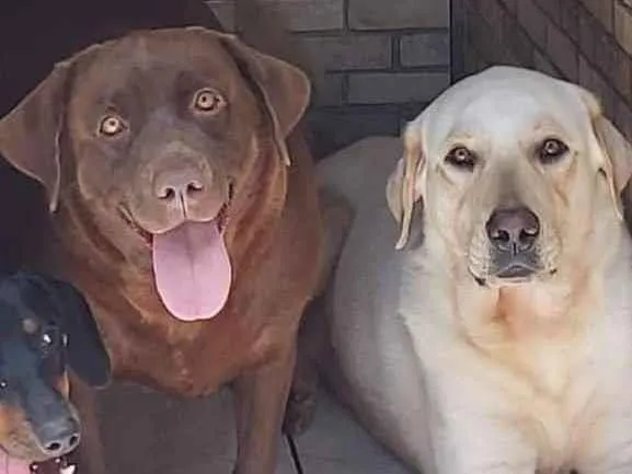 Cachorro ra a Labrador  idade 2 anos nome 2 labradores