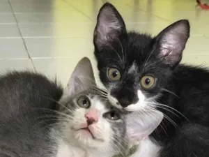 Gato raça SRD idade 2 a 6 meses nome Frajola