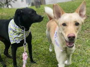 Cachorro raça SRD idade 3 anos nome Apolo e Aura 