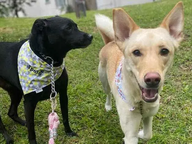 Cachorro ra a SRD idade 3 anos nome Apolo e Aura 