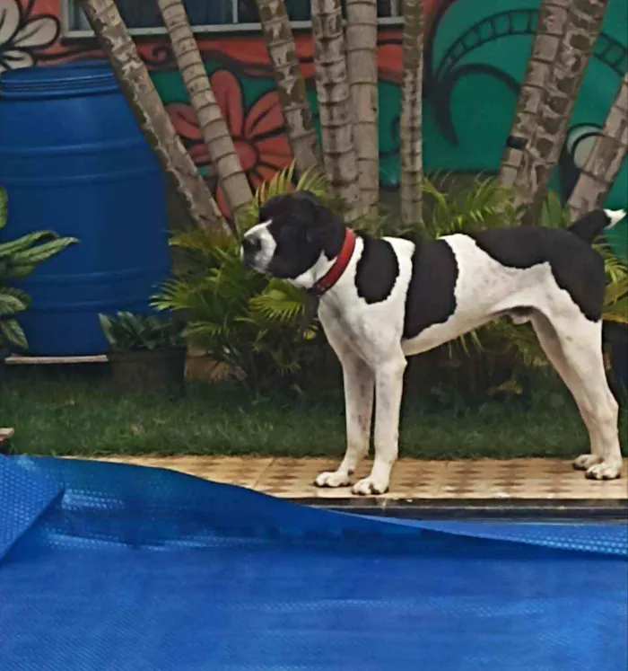 Cachorro ra a Dogue Alemão com Perdigueira idade 1 ano nome Bili