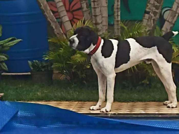 Cachorro ra a Dogue Alemão com Perdigueira idade 1 ano nome Bili