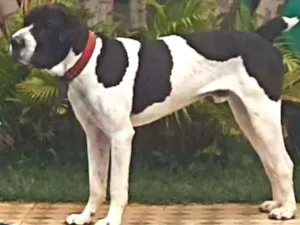 Cachorro raça Dogue Alemão com Perdigueira idade 1 ano nome Bili
