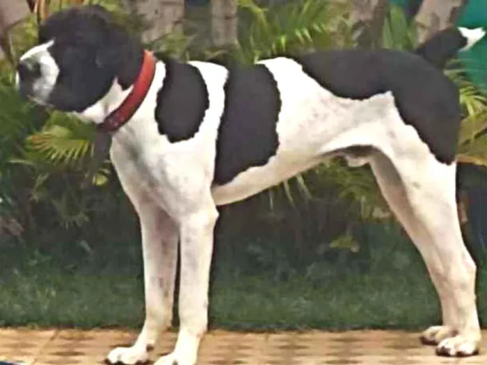 Cachorro ra a Dogue Alemão com Perdigueira idade 1 ano nome Bili