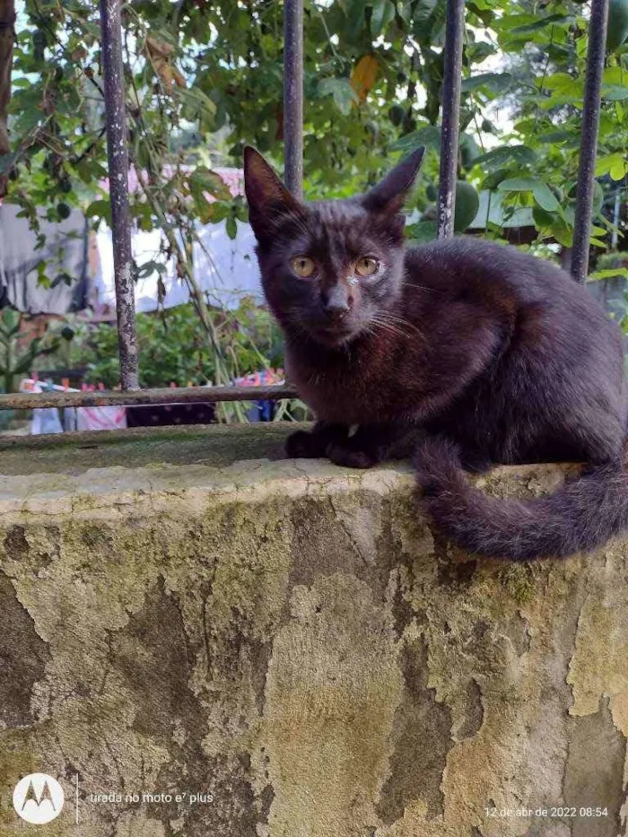 Gato ra a  idade 2 a 6 meses nome Simas