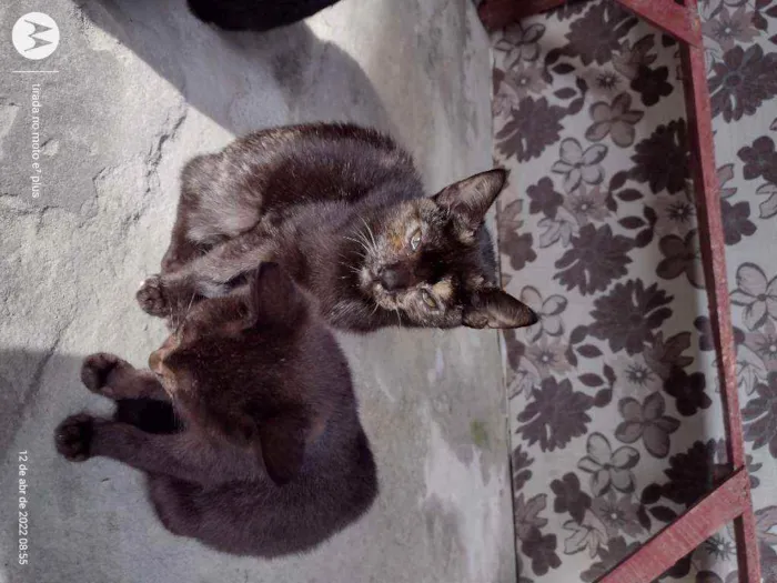 Gato ra a Indefinida idade 7 a 11 meses nome Misha