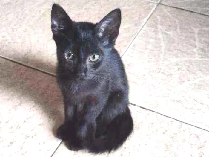 Gato ra a  idade 2 a 6 meses nome Simas