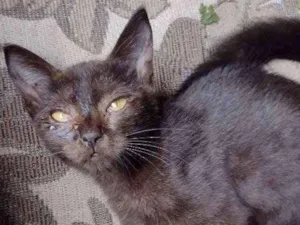 Gato raça  idade 2 a 6 meses nome Valentim 