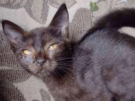 Gato ra a  idade 2 a 6 meses nome Valentim 