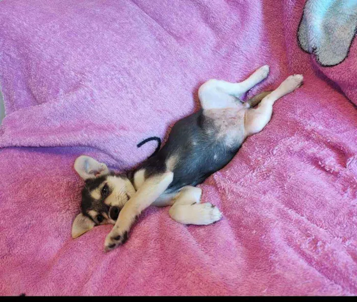 Cachorro ra a SRD idade 2 a 6 meses nome Clarissa