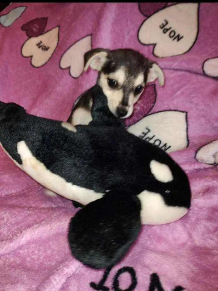 Cachorro ra a SRD idade 2 a 6 meses nome Clarissa