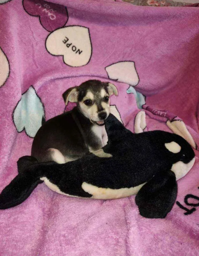 Cachorro ra a SRD idade 2 a 6 meses nome Clarissa