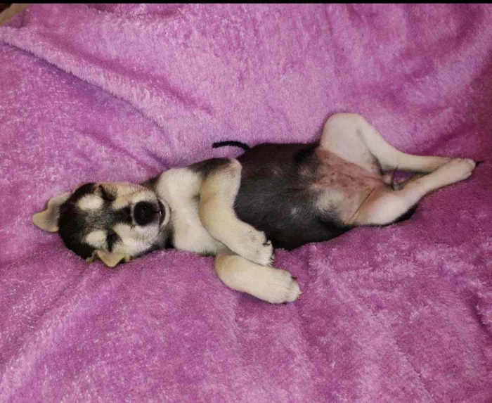 Cachorro ra a SRD idade 2 a 6 meses nome Clarissa