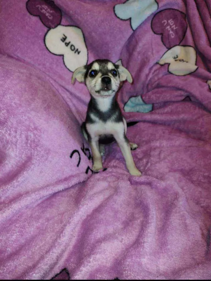 Cachorro ra a SRD idade 2 a 6 meses nome Clarissa