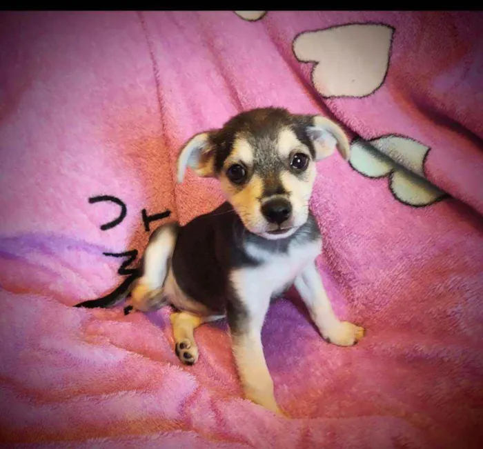 Cachorro ra a SRD idade 2 a 6 meses nome Clarissa