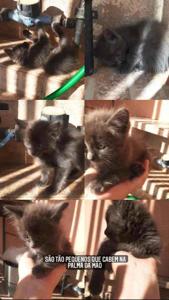 Gato ra a  idade Abaixo de 2 meses nome Kiara e Nalap