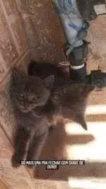 Gato ra a  idade Abaixo de 2 meses nome Kiara e Nalap