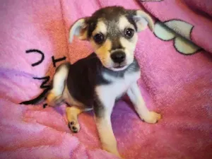 Cachorro raça SRD idade 2 a 6 meses nome Clarissa