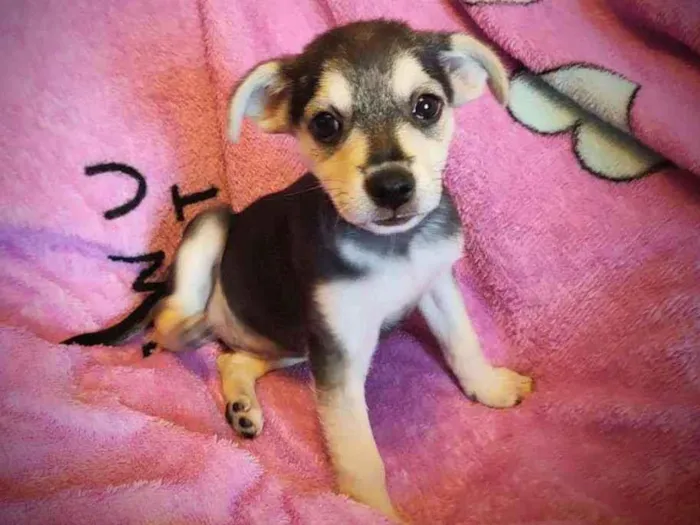 Cachorro ra a SRD idade 2 a 6 meses nome Clarissa
