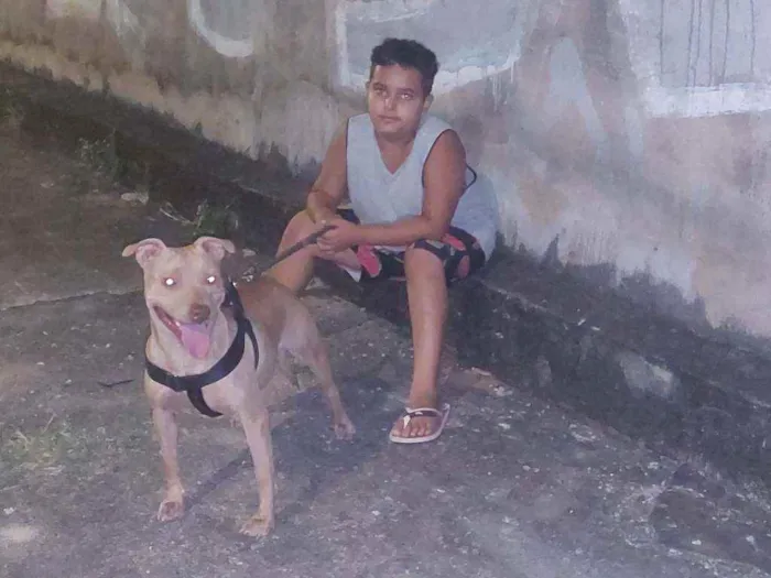 Cachorro ra a Pitbull idade 1 ano nome Brisa