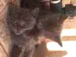 Gato ra a  idade Abaixo de 2 meses nome Kiara e Nalap