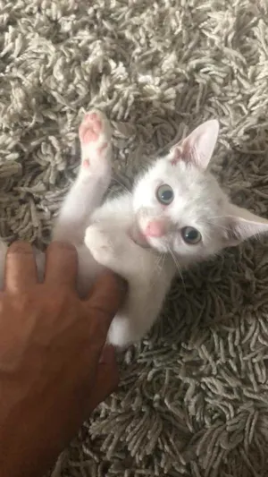 Gato raça  idade Abaixo de 2 meses nome Não tem