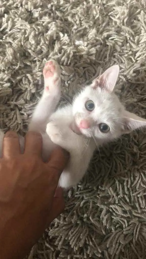 Gato ra a  idade Abaixo de 2 meses nome Não tem